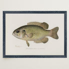 Rock Bass Fish Vintage Wall Art Print-Skudaboo
