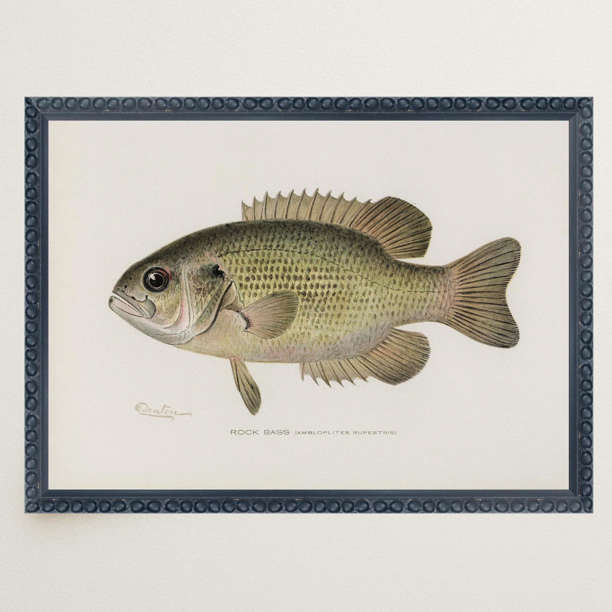 Rock Bass Fish Vintage Wall Art Print-Skudaboo