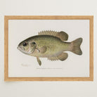 Rock Bass Fish Vintage Wall Art Print-Skudaboo