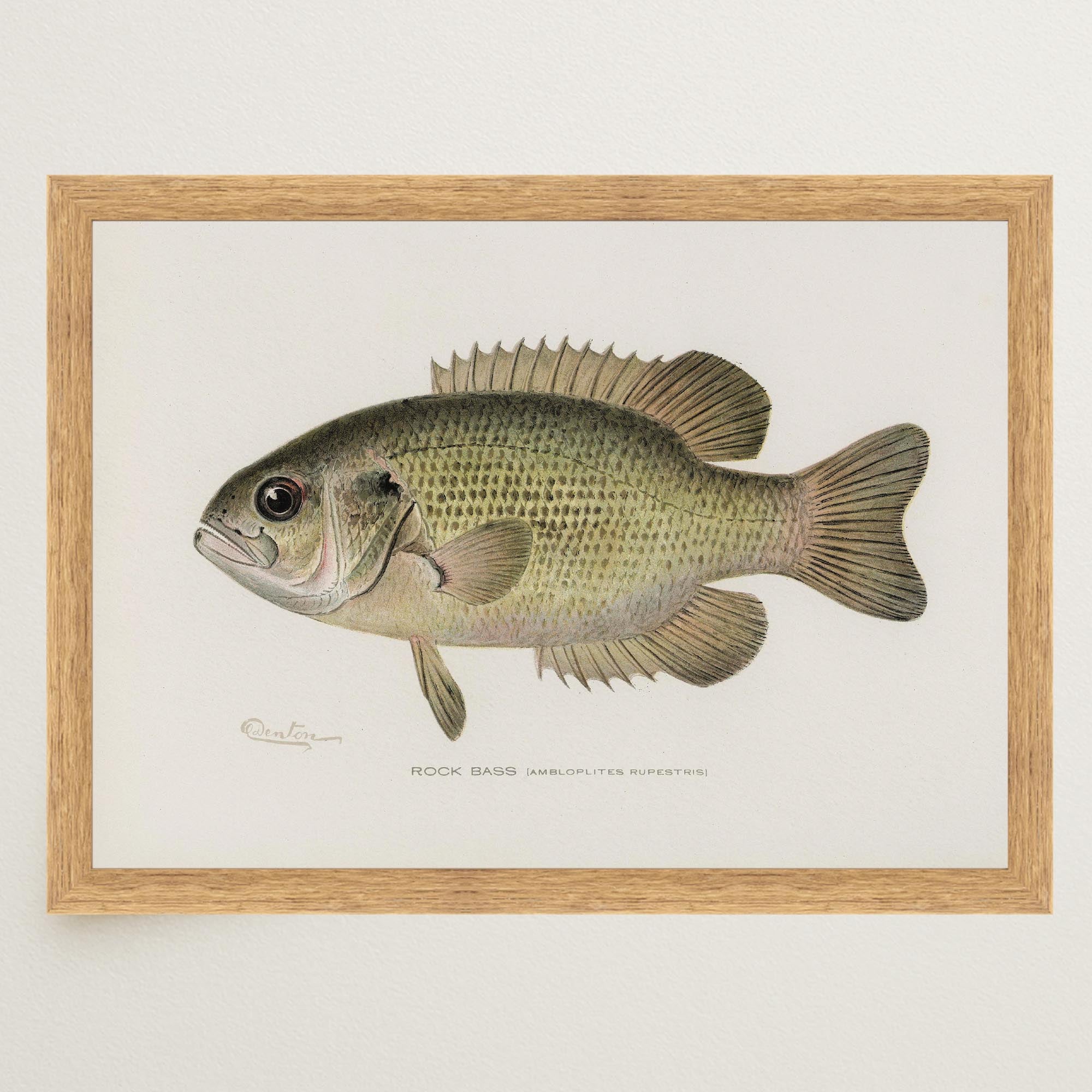 Rock Bass Fish Vintage Wall Art Print-Skudaboo