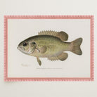 Rock Bass Fish Vintage Wall Art Print-Skudaboo