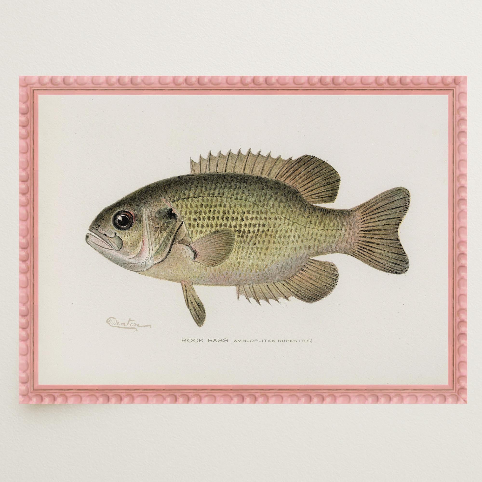Rock Bass Fish Vintage Wall Art Print-Skudaboo