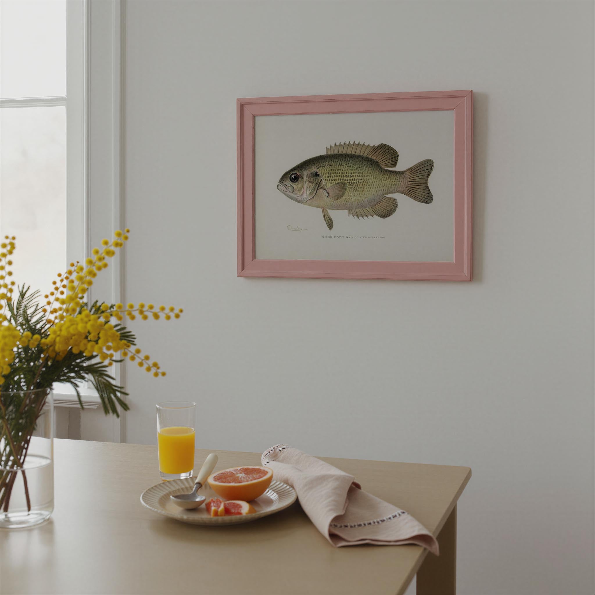 Rock Bass Fish Vintage Wall Art Print-Skudaboo