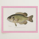 Rock Bass Fish Vintage Wall Art Print-Skudaboo
