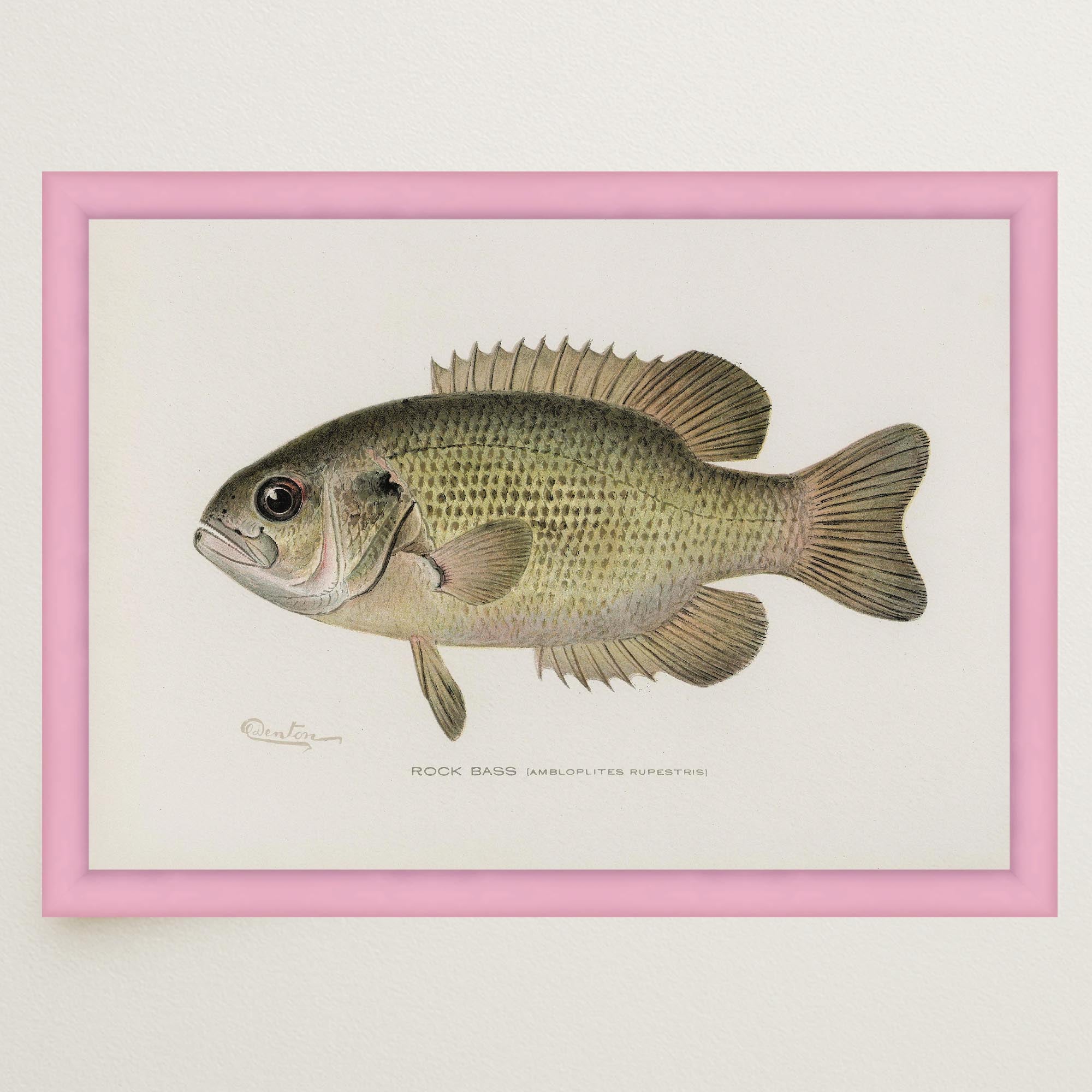 Rock Bass Fish Vintage Wall Art Print-Skudaboo