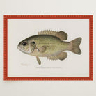 Rock Bass Fish Vintage Wall Art Print-Skudaboo