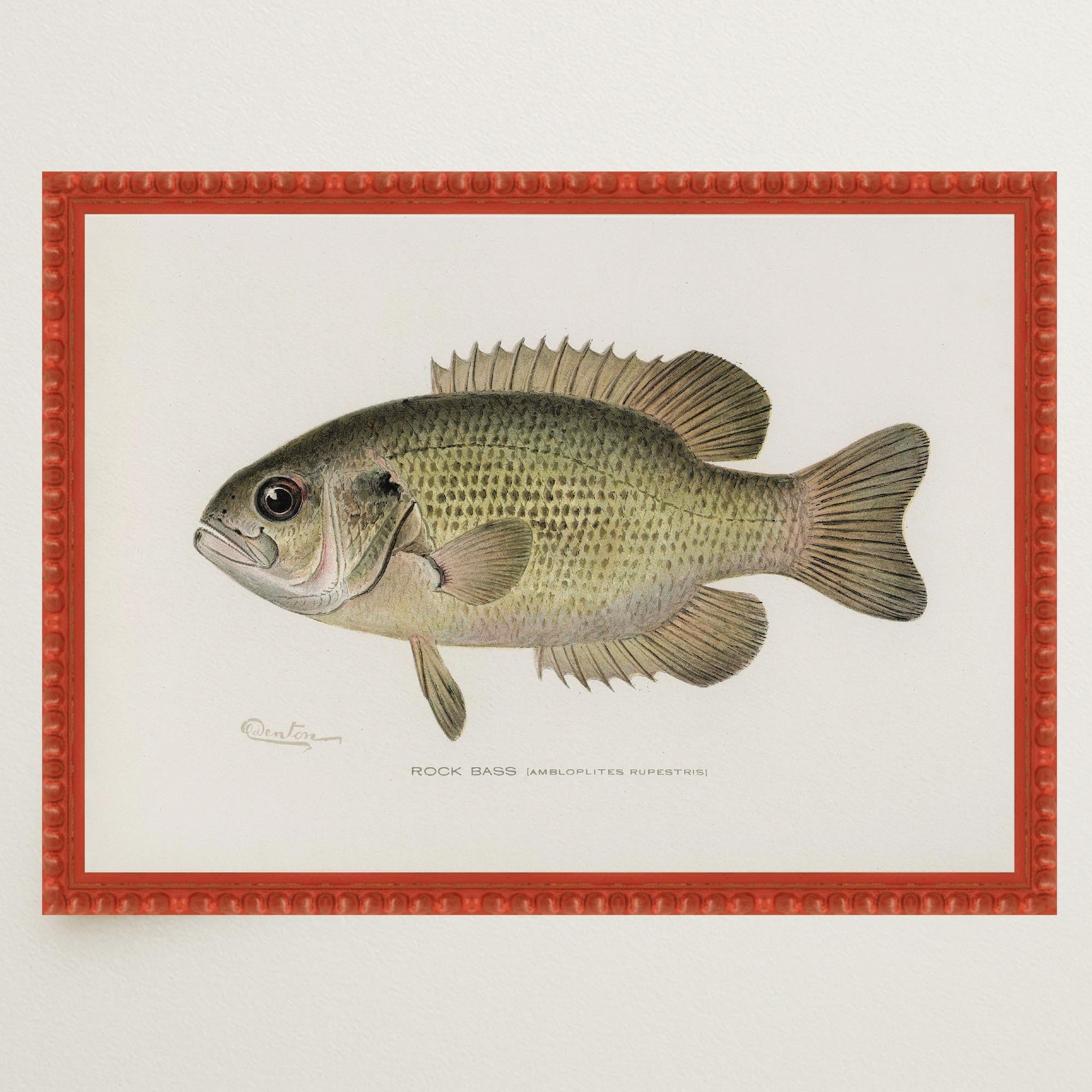 Rock Bass Fish Vintage Wall Art Print-Skudaboo