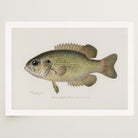 Rock Bass Fish Vintage Wall Art Print-Skudaboo