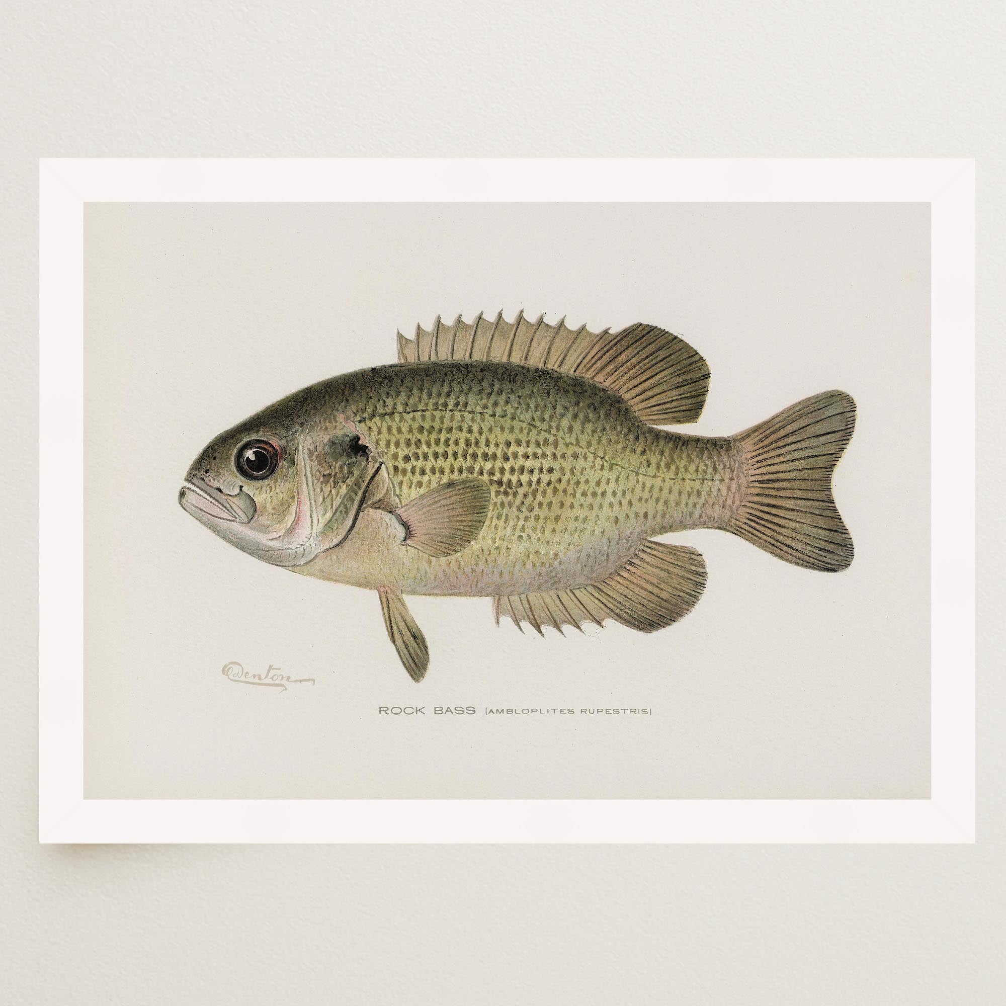 Rock Bass Fish Vintage Wall Art Print-Skudaboo