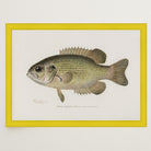 Rock Bass Fish Vintage Wall Art Print-Skudaboo