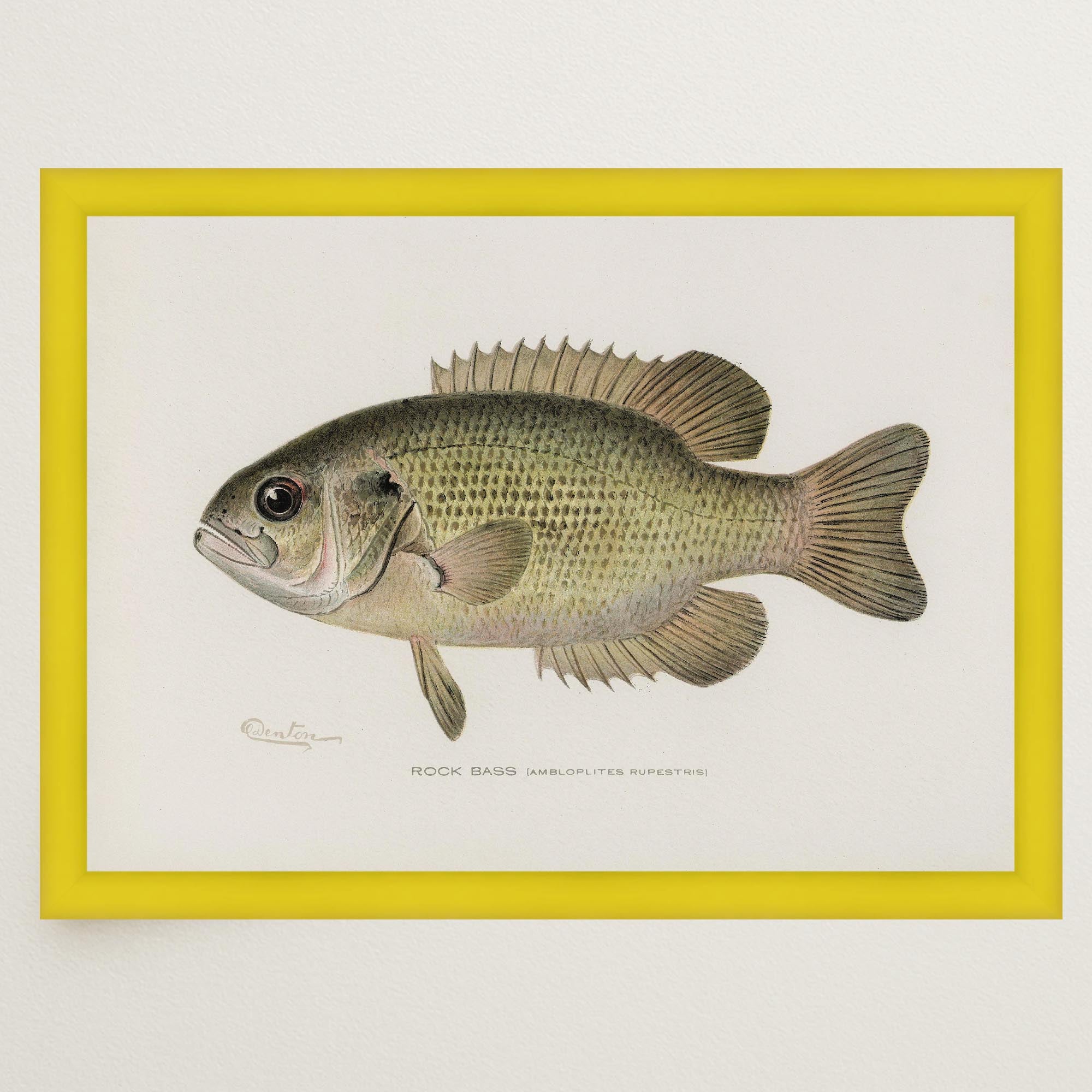 Rock Bass Fish Vintage Wall Art Print-Skudaboo