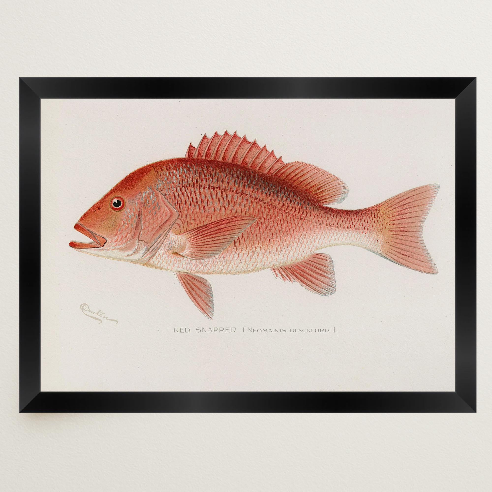 Red Snapper Fish Vintage Wall Art Print-Skudaboo