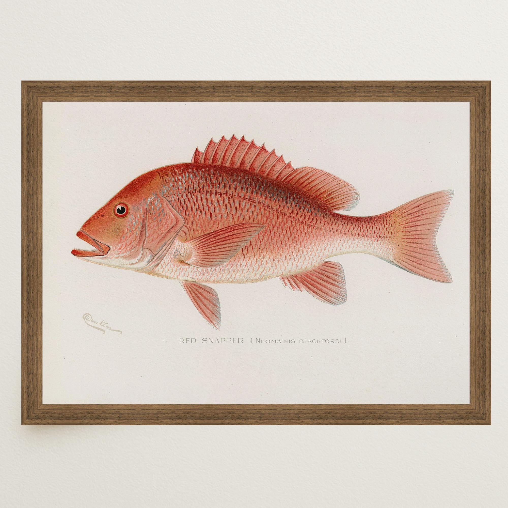 Red Snapper Fish Vintage Wall Art Print-Skudaboo