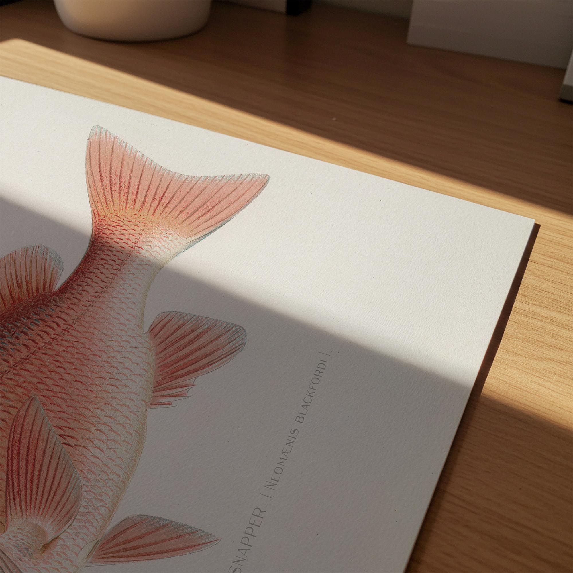 Red Snapper Fish Vintage Wall Art Print-Skudaboo
