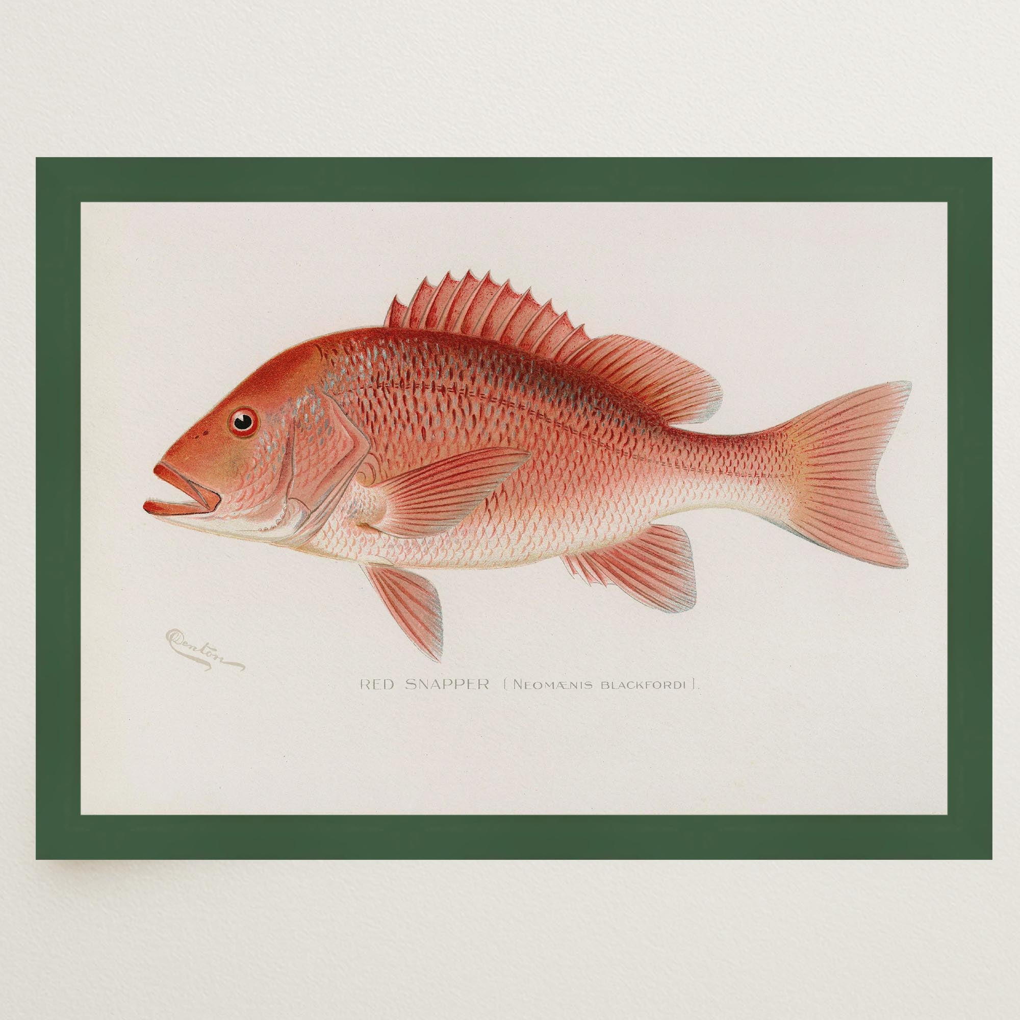 Red Snapper Fish Vintage Wall Art Print-Skudaboo