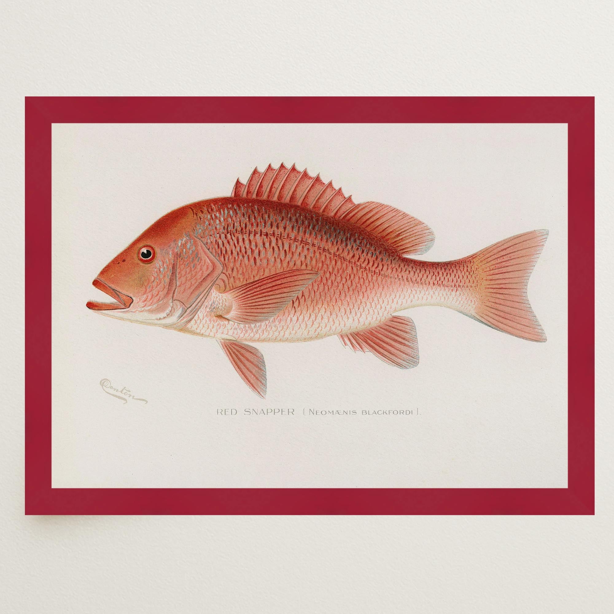 Red Snapper Fish Vintage Wall Art Print-Skudaboo