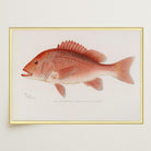 Red Snapper Fish Vintage Wall Art Print-Skudaboo