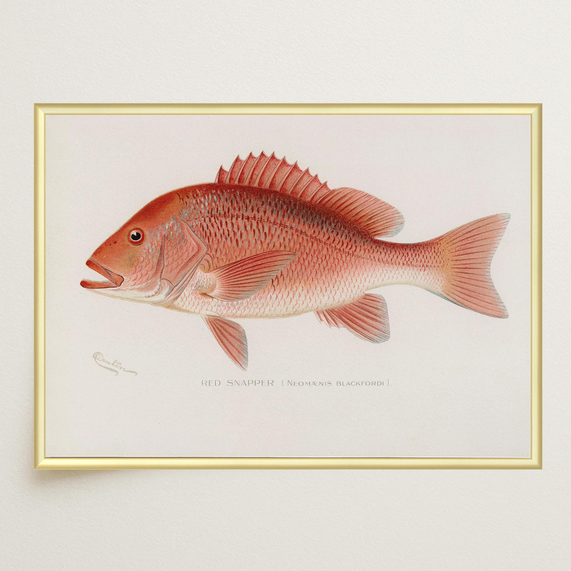 Red Snapper Fish Vintage Wall Art Print-Skudaboo