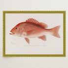 Red Snapper Fish Vintage Wall Art Print-Skudaboo