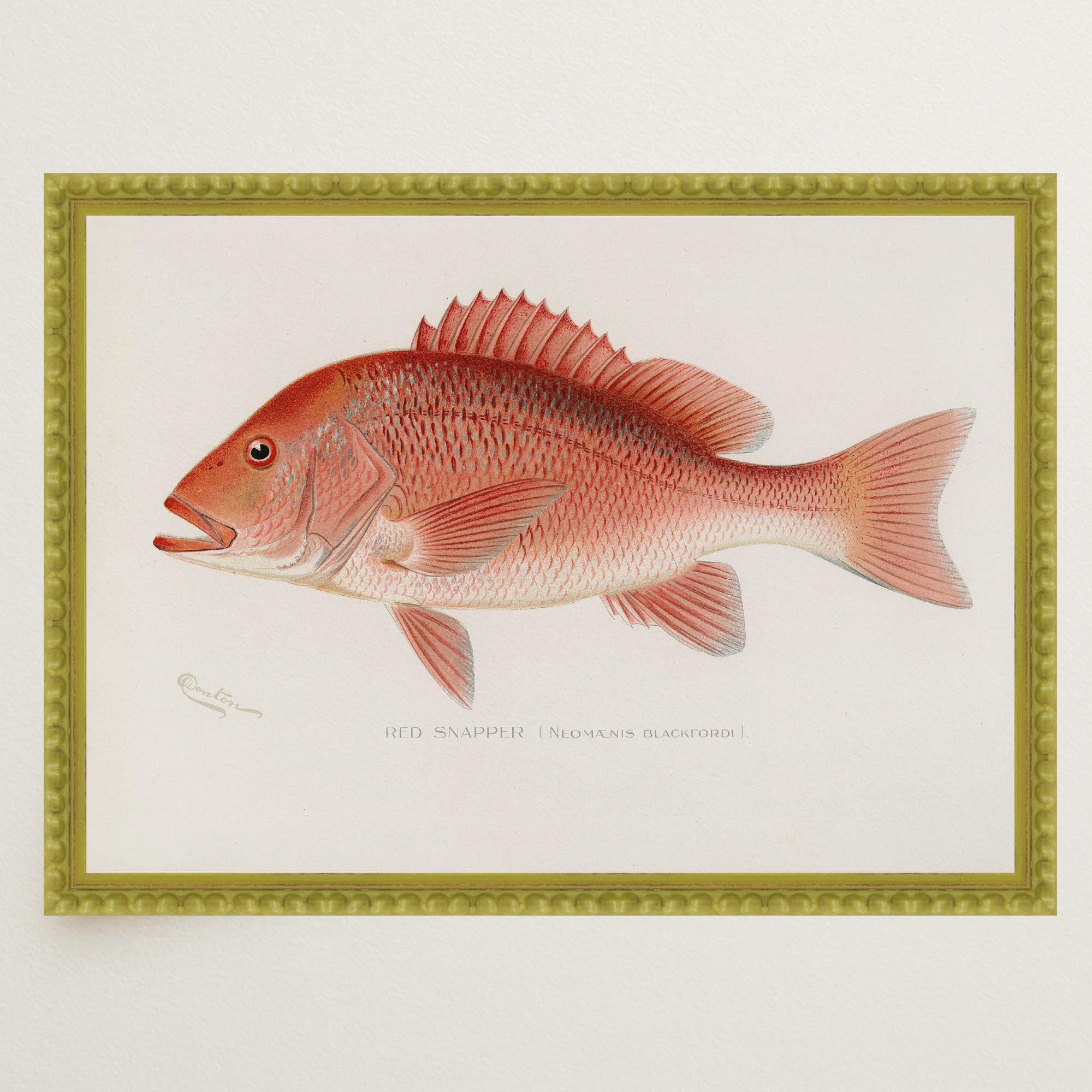 Red Snapper Fish Vintage Wall Art Print-Skudaboo