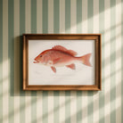 Red Snapper Fish Vintage Wall Art Print-Skudaboo