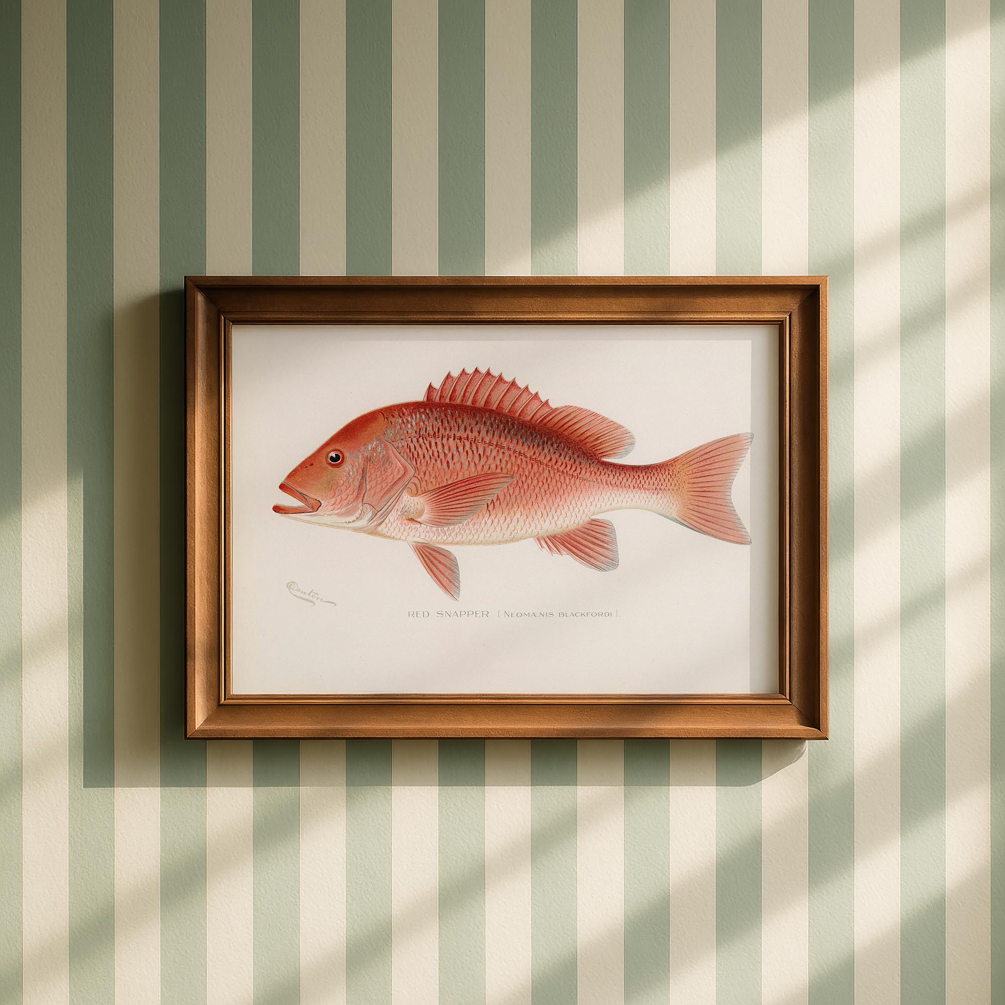 Red Snapper Fish Vintage Wall Art Print-Skudaboo