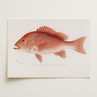 Red Snapper Fish Vintage Wall Art Print-Skudaboo