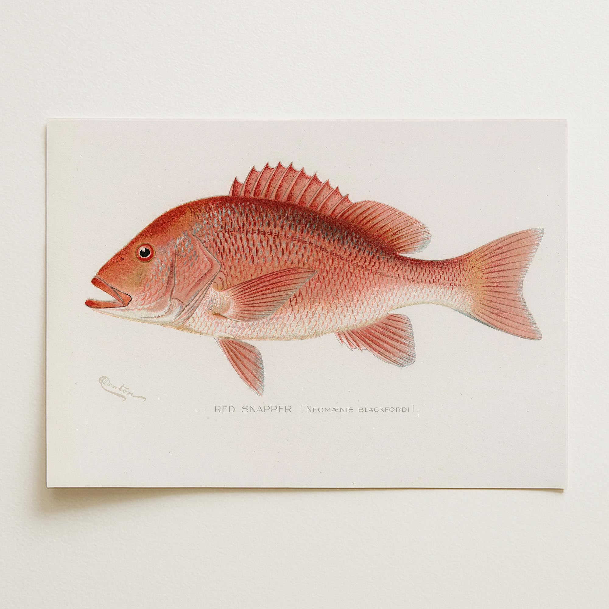 Red Snapper Fish Vintage Wall Art Print-Skudaboo