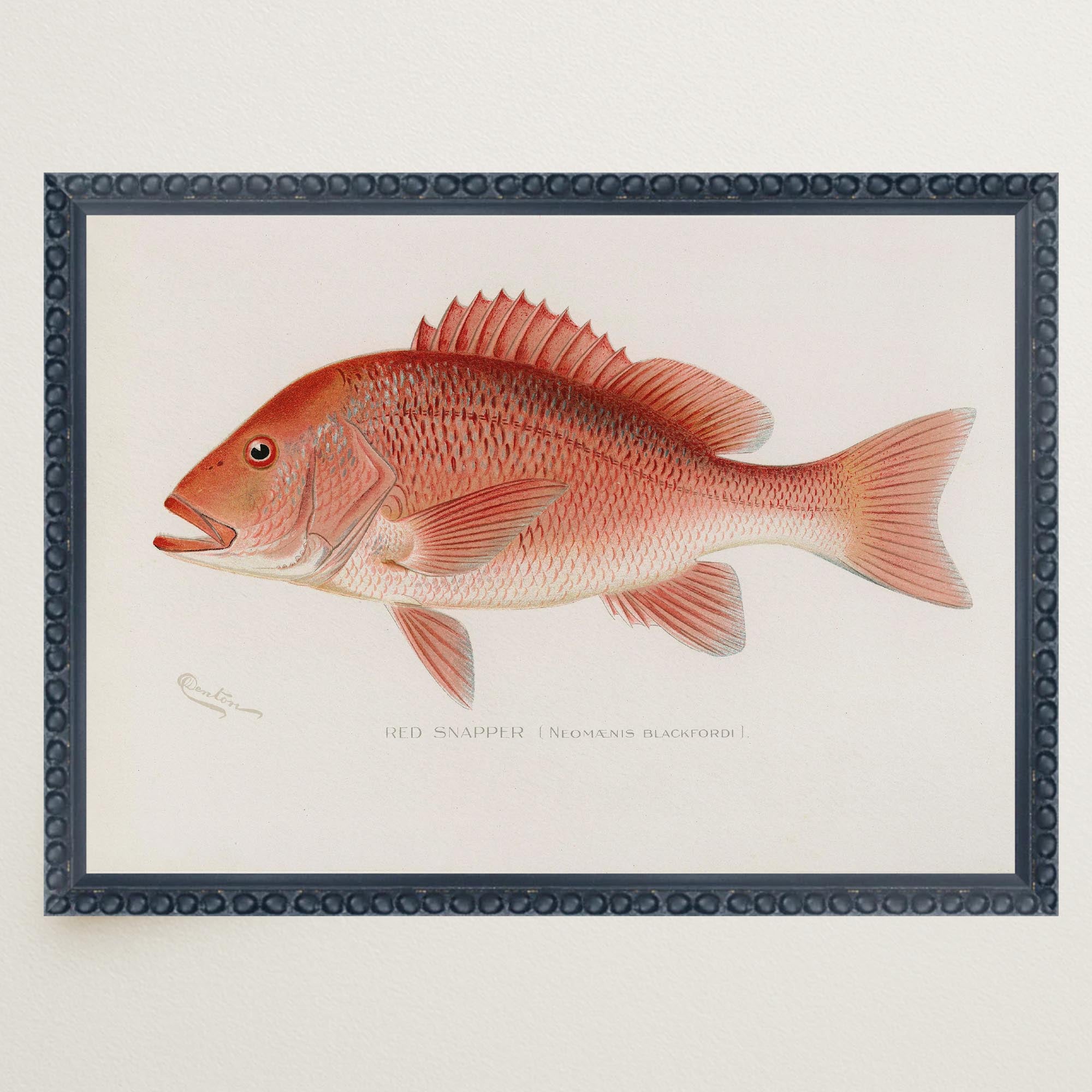 Red Snapper Fish Vintage Wall Art Print-Skudaboo