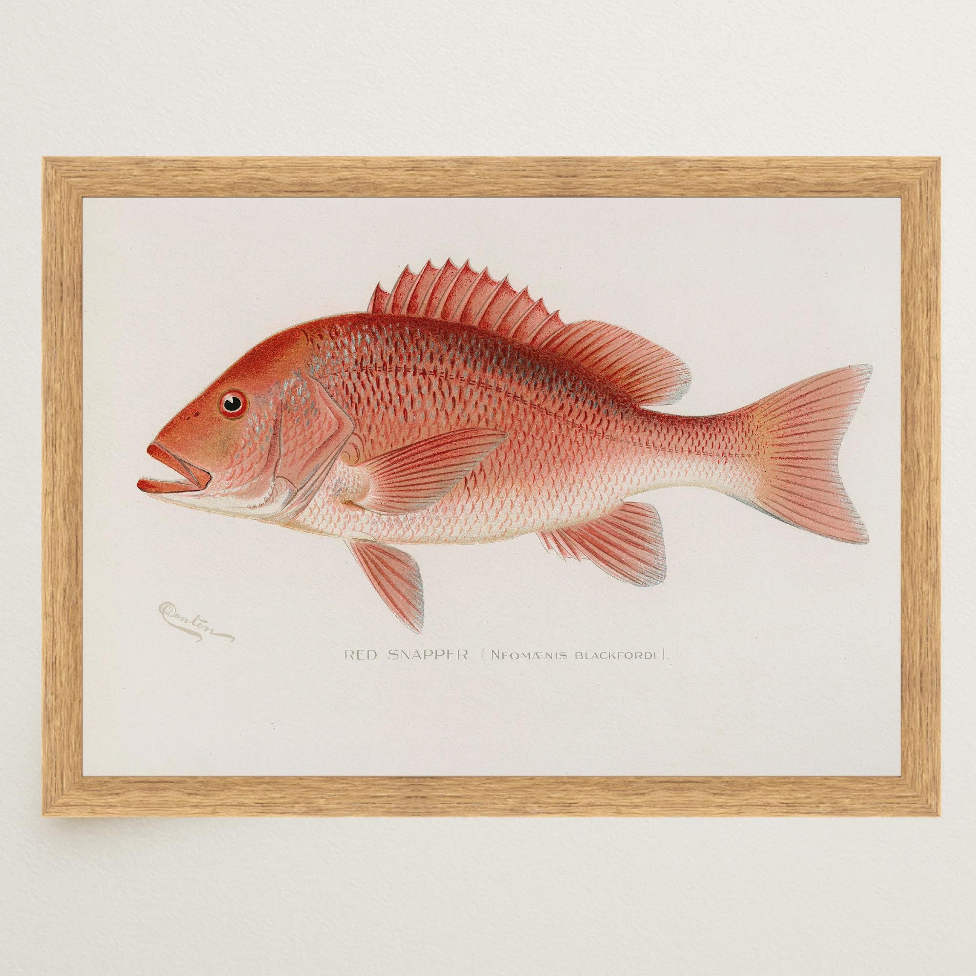 Red Snapper Fish Vintage Wall Art Print-Skudaboo