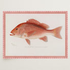 Red Snapper Fish Vintage Wall Art Print-Skudaboo
