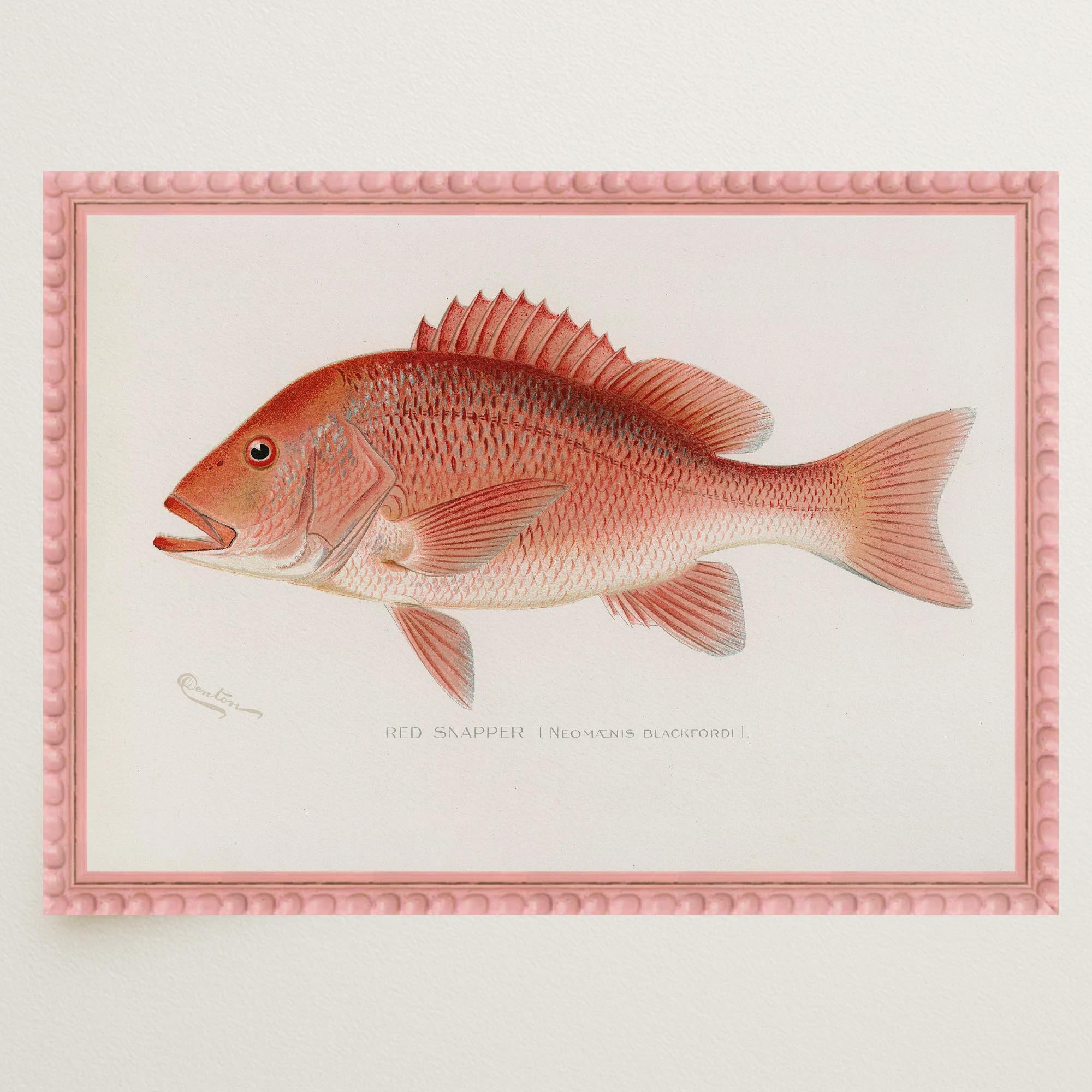 Red Snapper Fish Vintage Wall Art Print-Skudaboo
