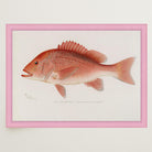 Red Snapper Fish Vintage Wall Art Print-Skudaboo
