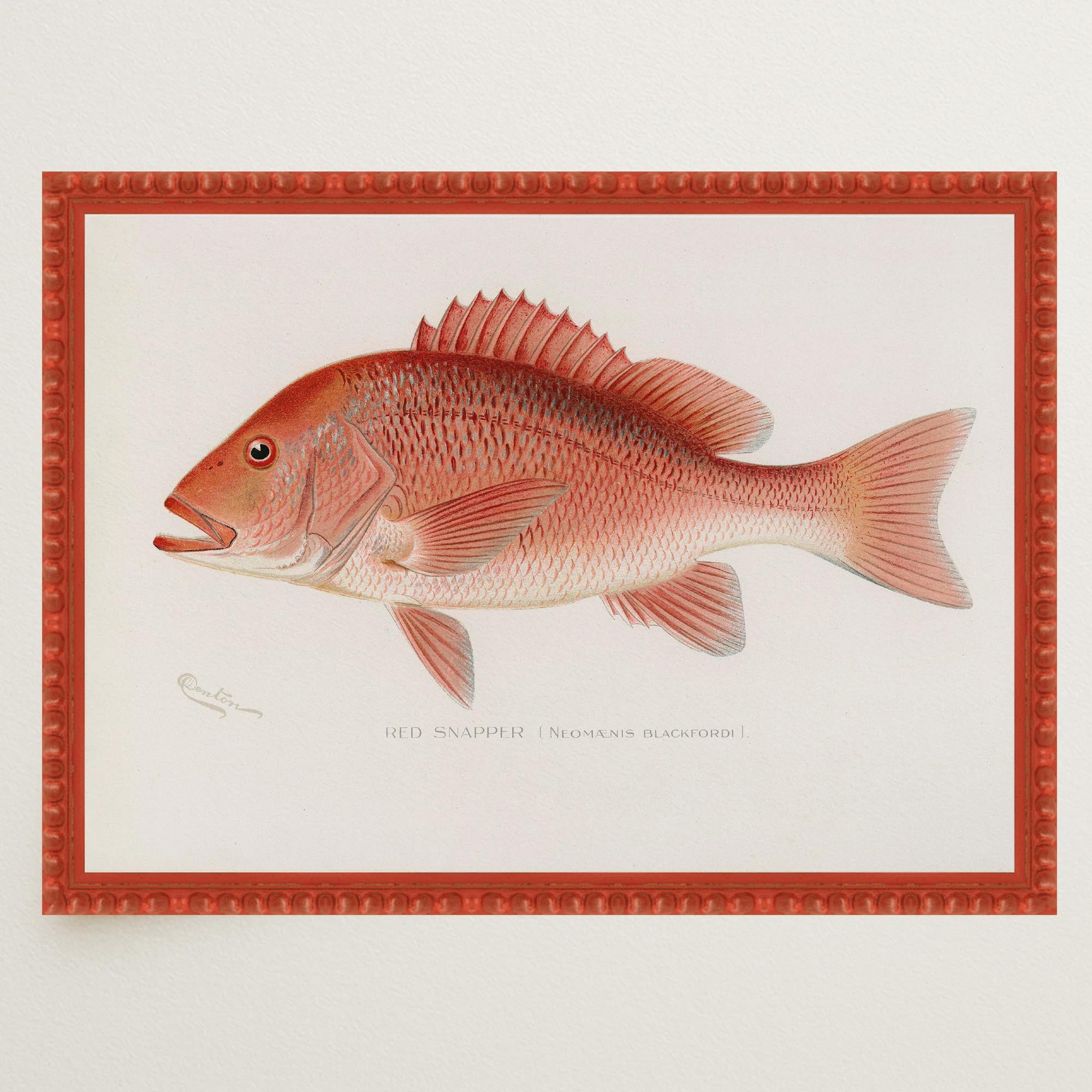 Red Snapper Fish Vintage Wall Art Print-Skudaboo