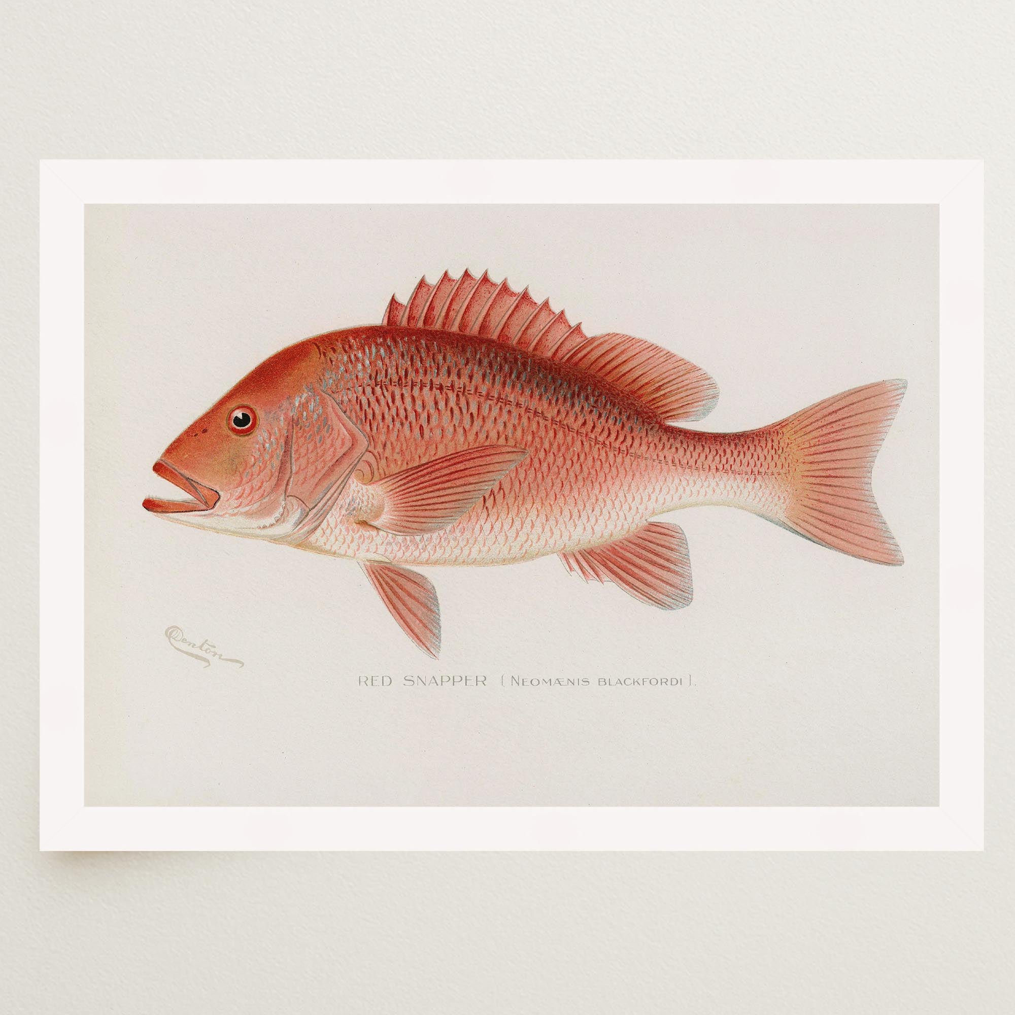 Red Snapper Fish Vintage Wall Art Print-Skudaboo