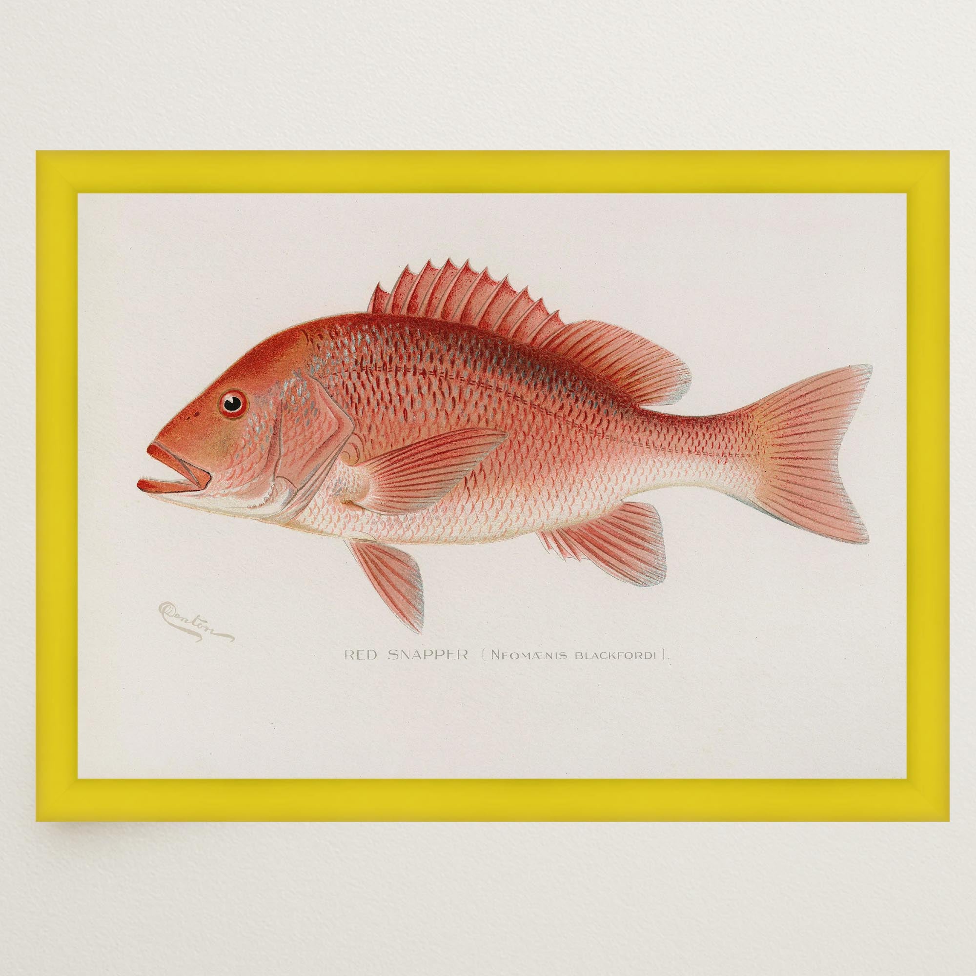 Red Snapper Fish Vintage Wall Art Print-Skudaboo