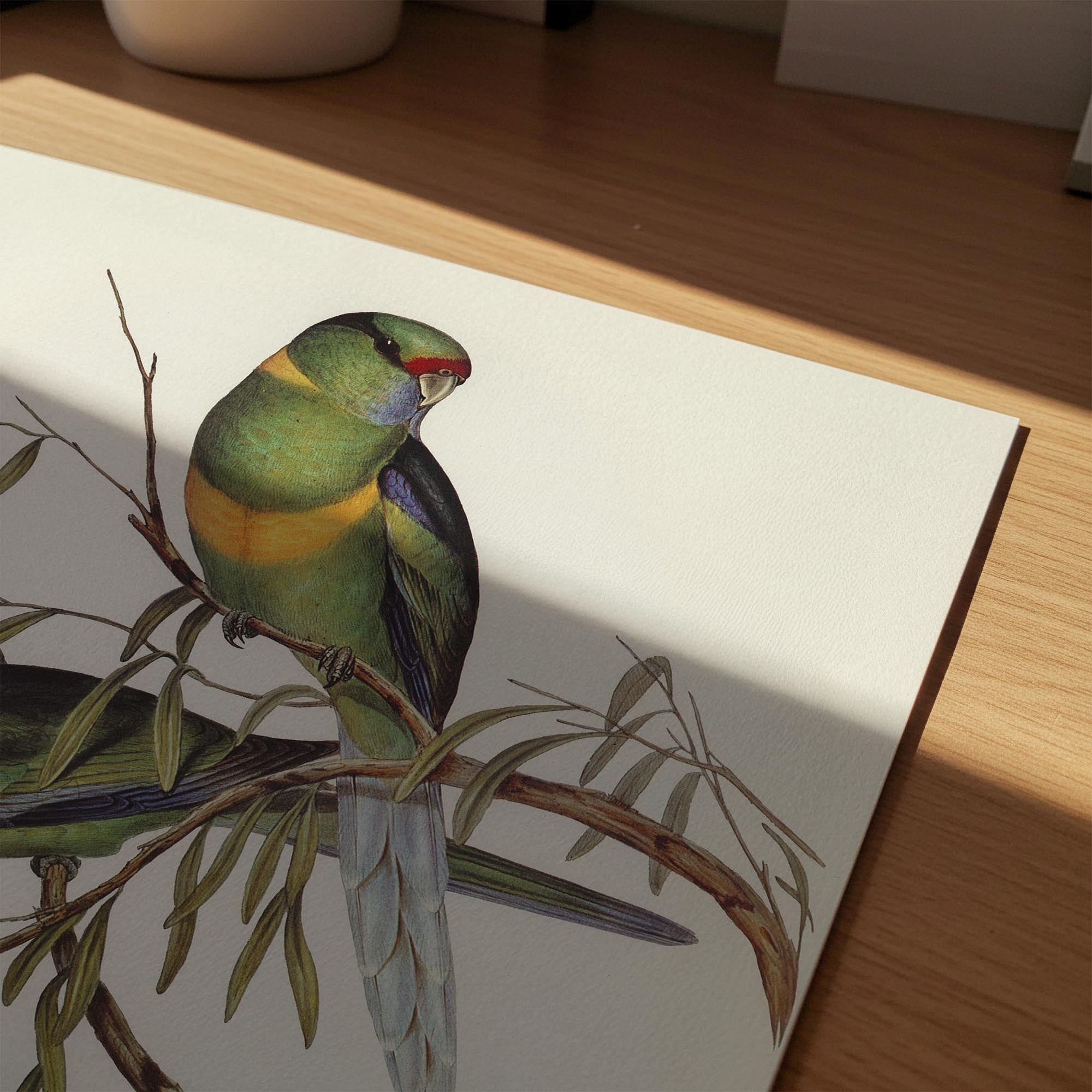 Barnard's Parakeet Vintage Bird Illustration Wall Art Print-Skudaboo