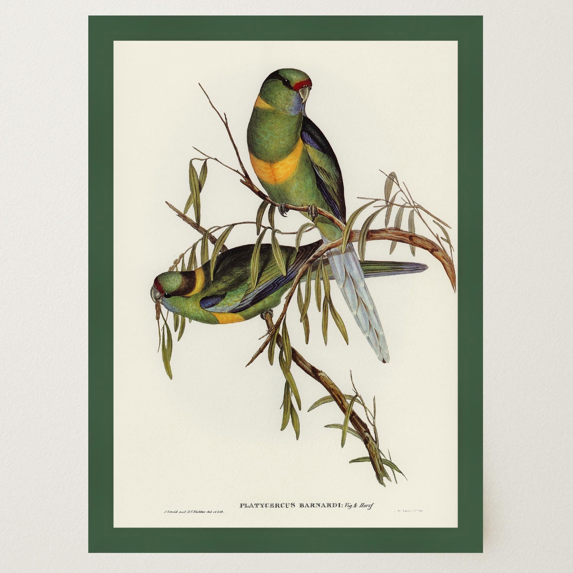 Barnard's Parakeet Vintage Bird Illustration Wall Art Print-Skudaboo