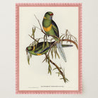 Barnard's Parakeet Vintage Bird Illustration Wall Art Print-Skudaboo