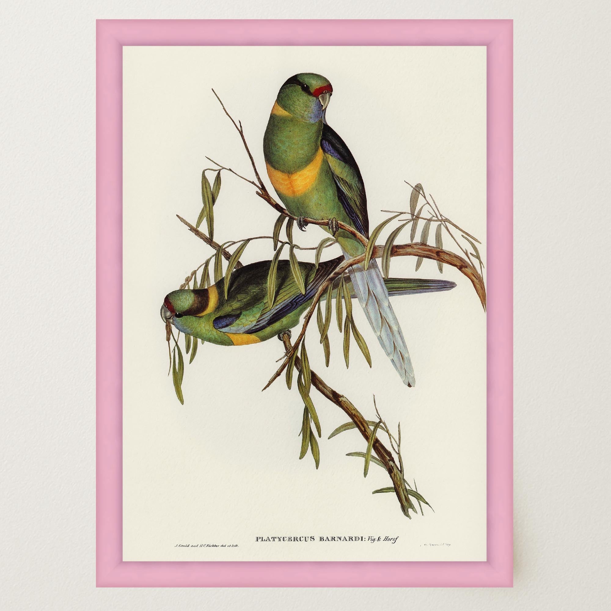 Barnard's Parakeet Vintage Bird Illustration Wall Art Print-Skudaboo