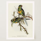 Barnard's Parakeet Vintage Bird Illustration Wall Art Print-Skudaboo