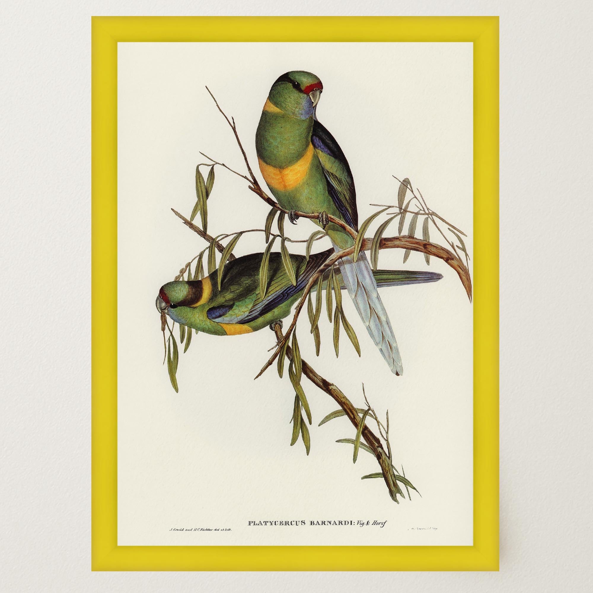 Barnard's Parakeet Vintage Bird Illustration Wall Art Print-Skudaboo