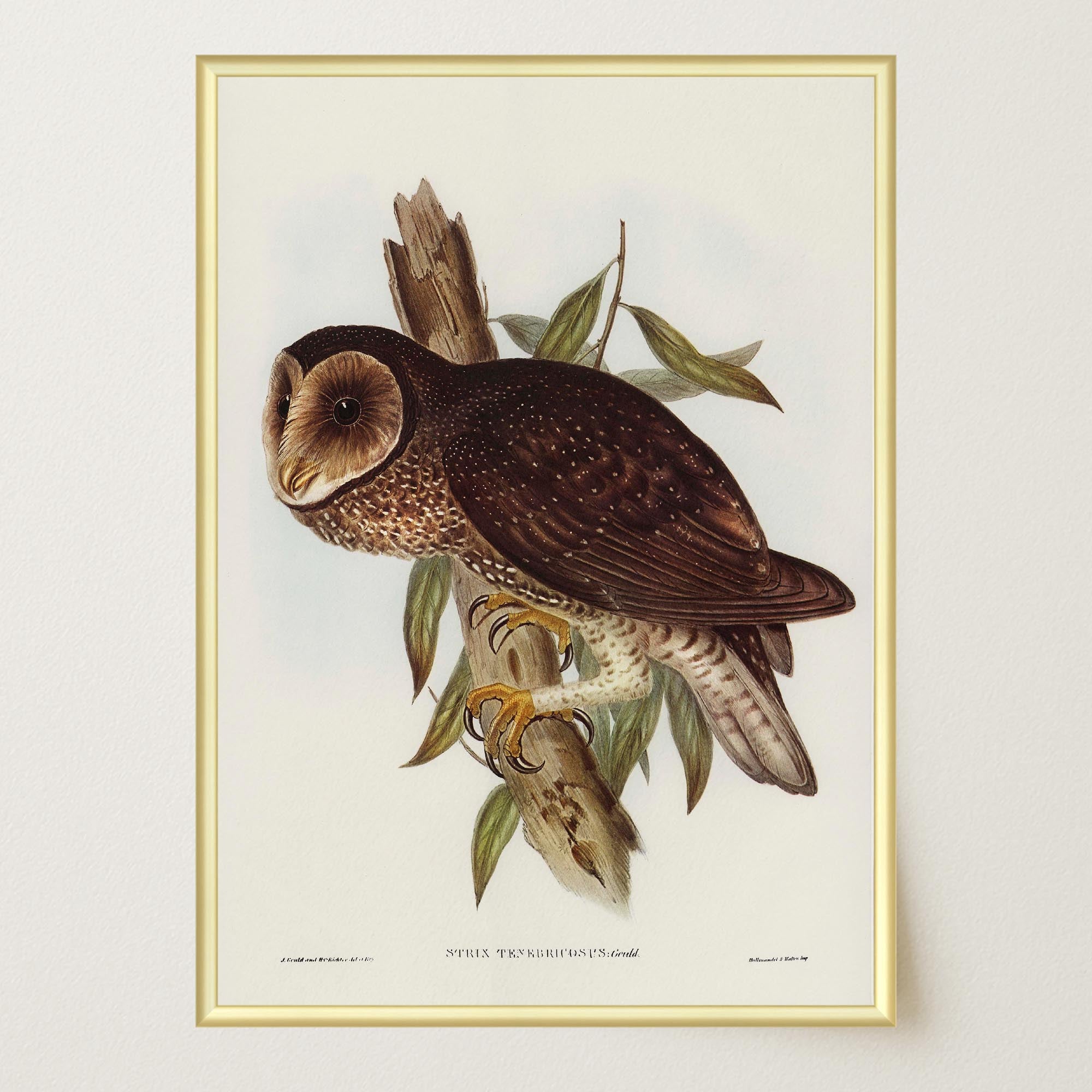 Vintage Owl Illustration Wall Art Print-Skudaboo
