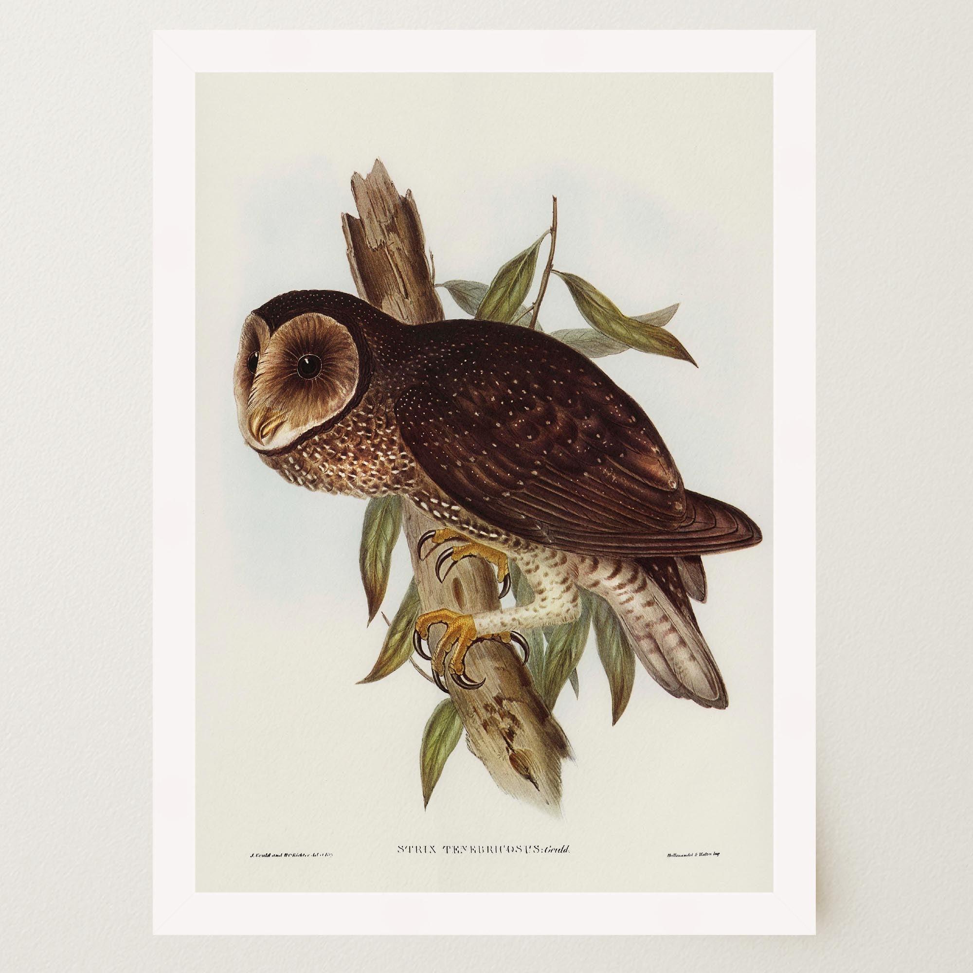 Vintage Owl Illustration Wall Art Print-Skudaboo
