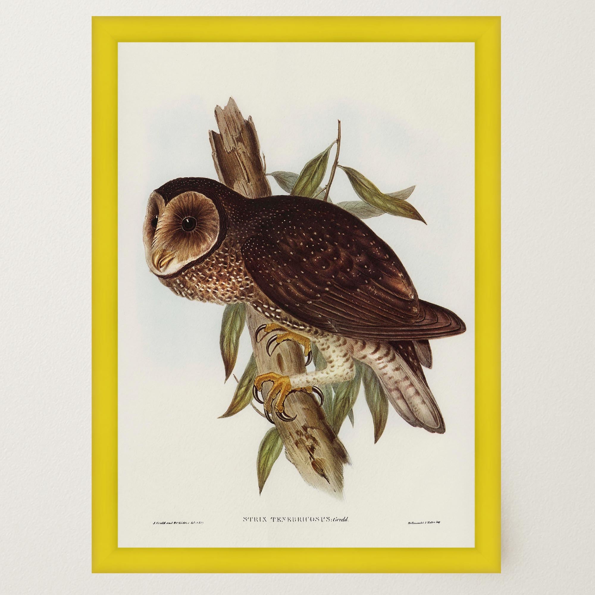 Vintage Owl Illustration Wall Art Print-Skudaboo