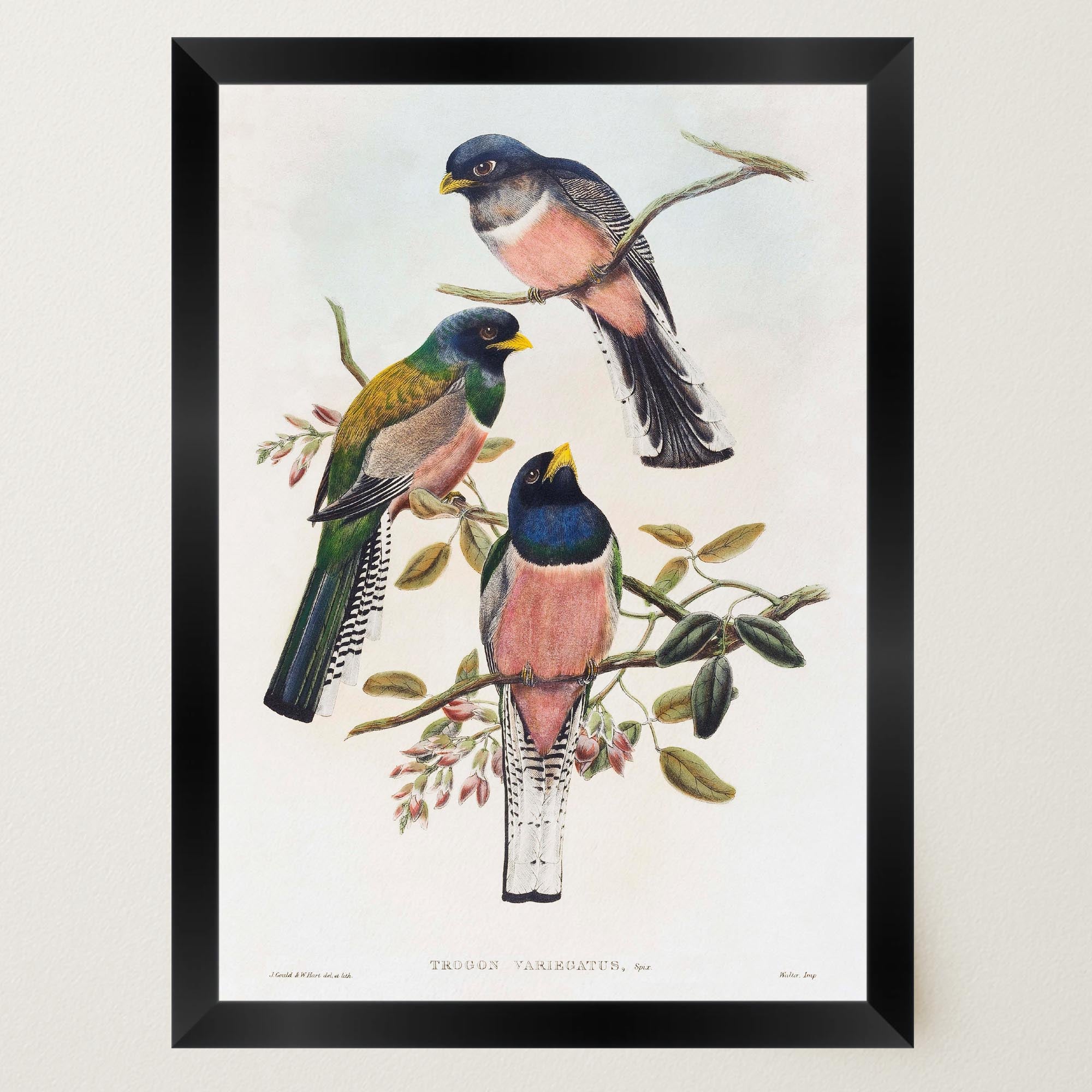 Vintage Bird Study Wall Art Print-Skudaboo