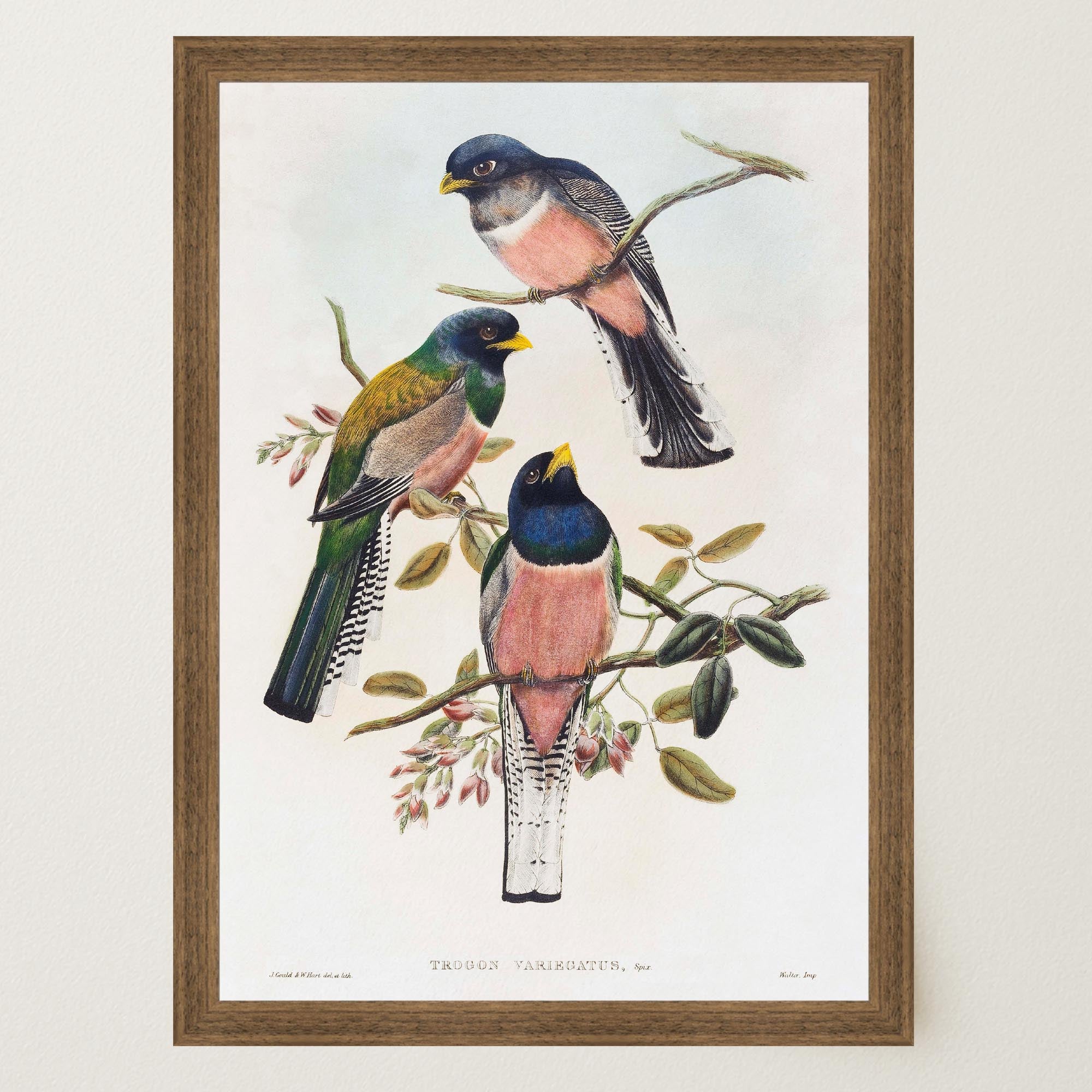 Vintage Bird Study Wall Art Print-Skudaboo