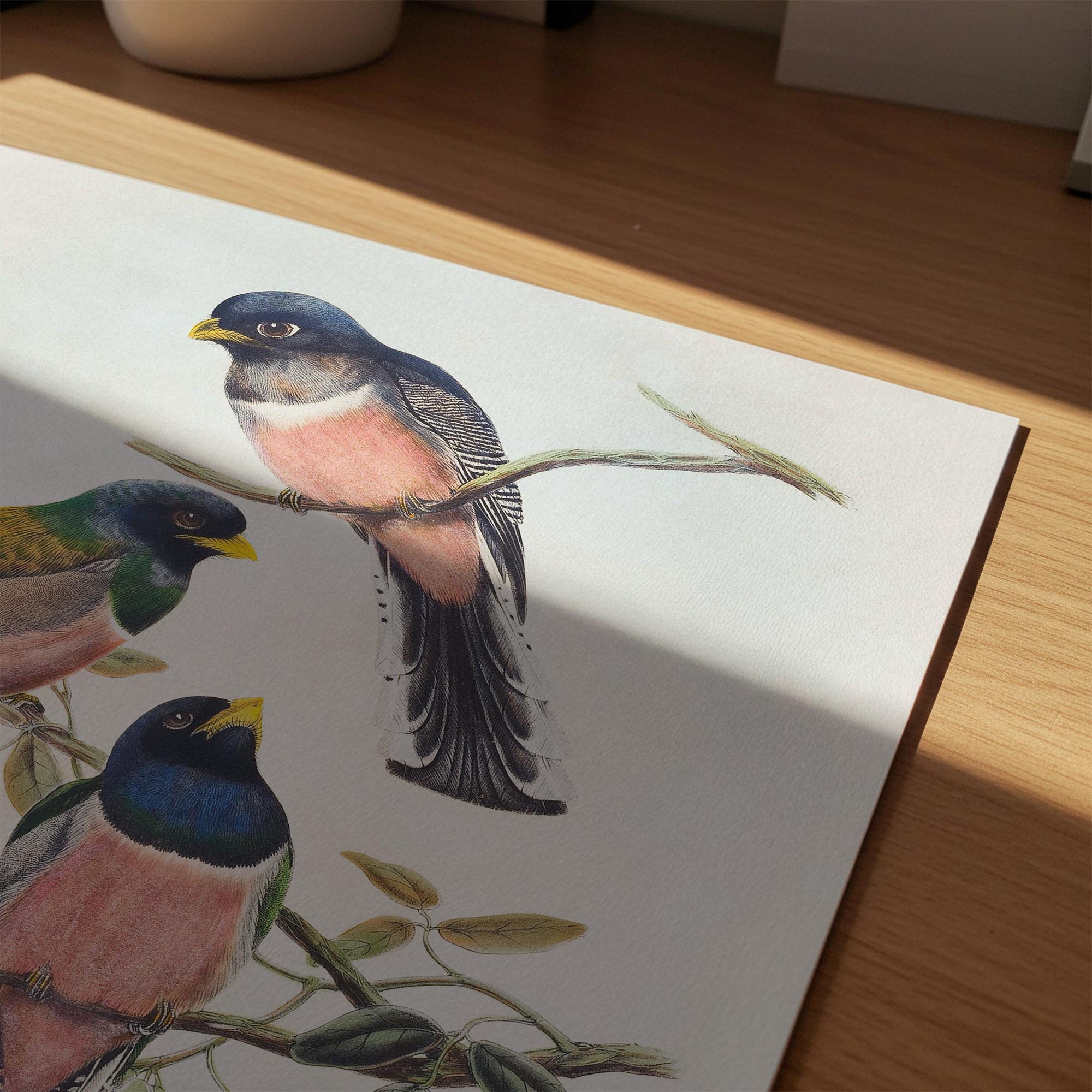 Vintage Bird Study Wall Art Print-Skudaboo