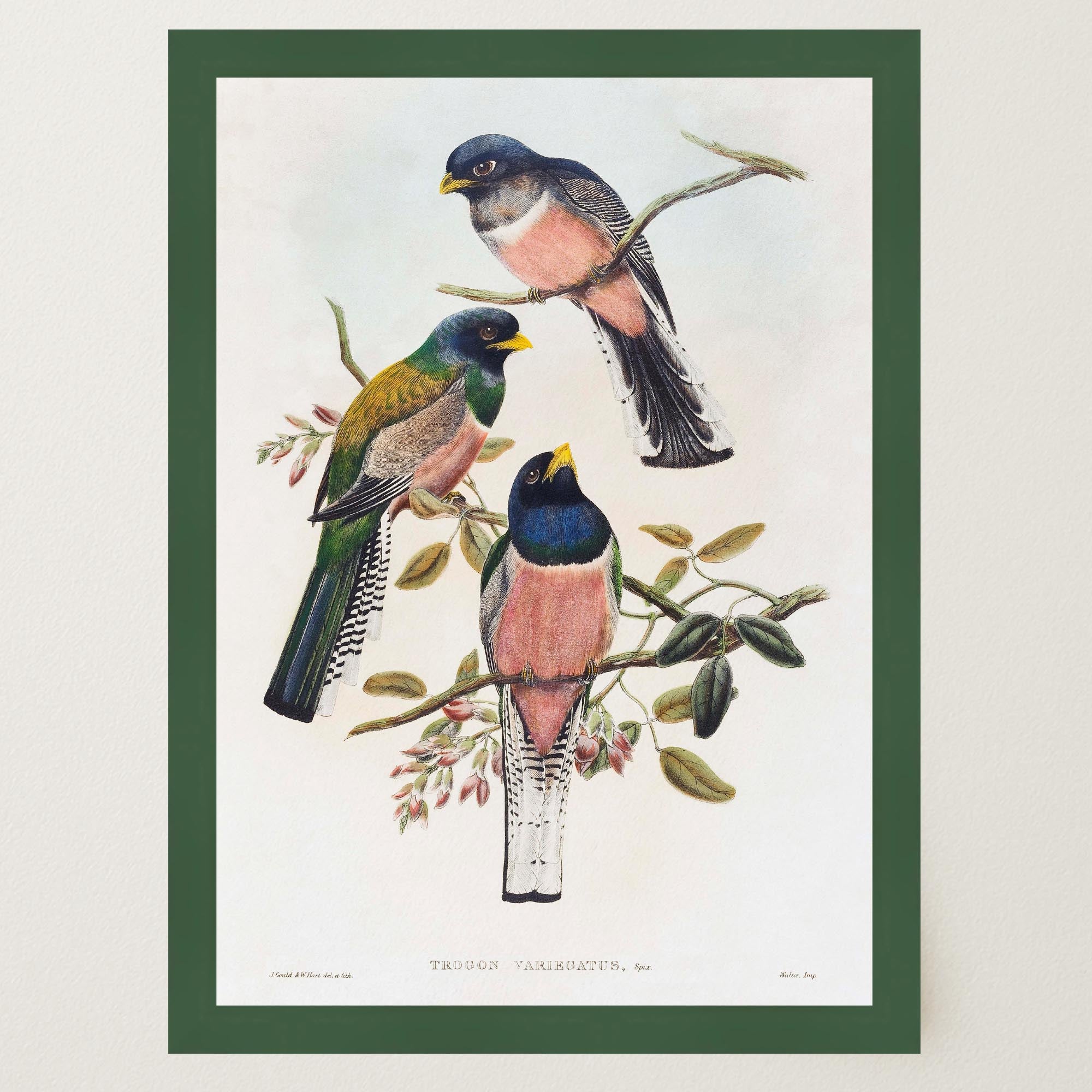 Vintage Bird Study Wall Art Print-Skudaboo