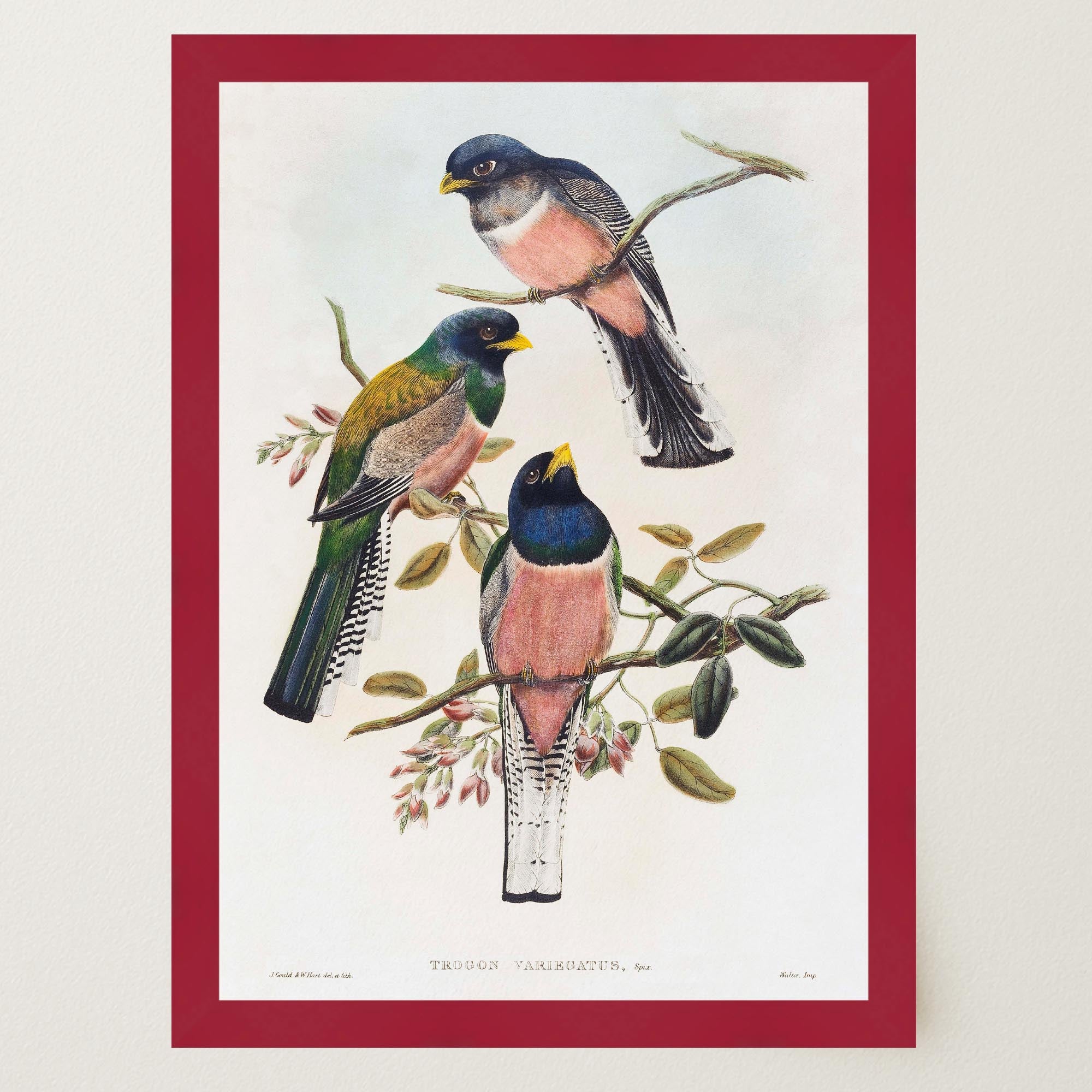 Vintage Bird Study Wall Art Print-Skudaboo